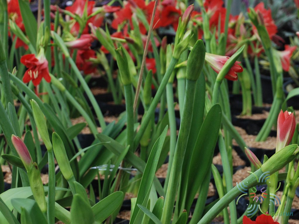 201_DSC_0753_Hippeastrum_puniceum ข้อมูลพันธุ์ไม้