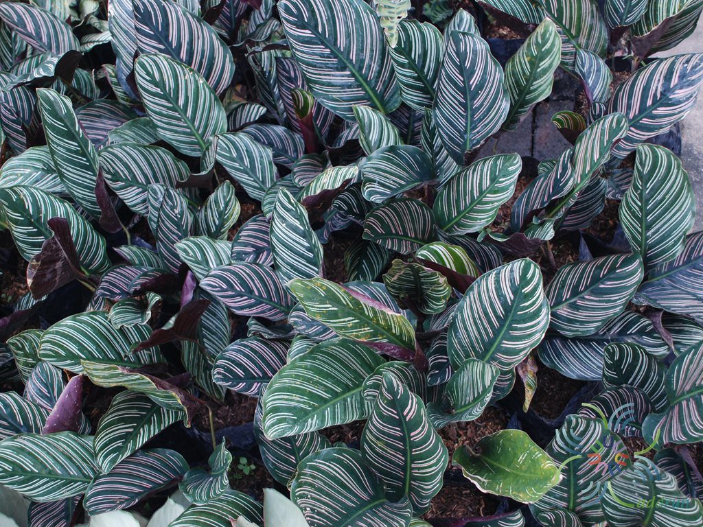 1 Rhizome Calathea  majestica H Kenn Roseo lineata dwarf 