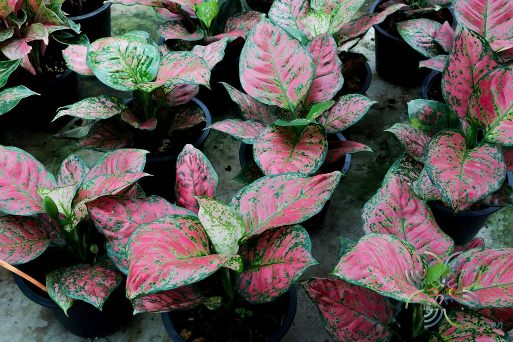 92 IMG 0069 Aglaonema  hybrid  