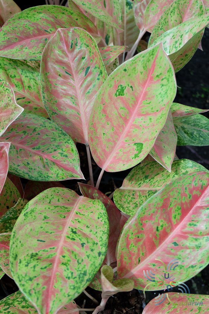 109 DSCF1274 Aglaonema  hybrid  