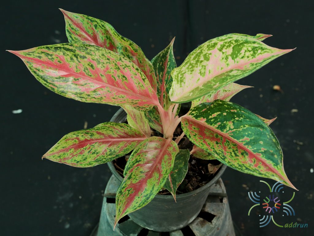 132 IMG 0252 Aglaonema  hybrid  