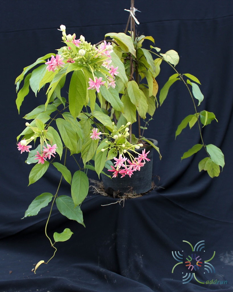 เล็บมือนาง Combretum indicum (L.) DeFilipps ข้อมูลพันธุ์ไม้