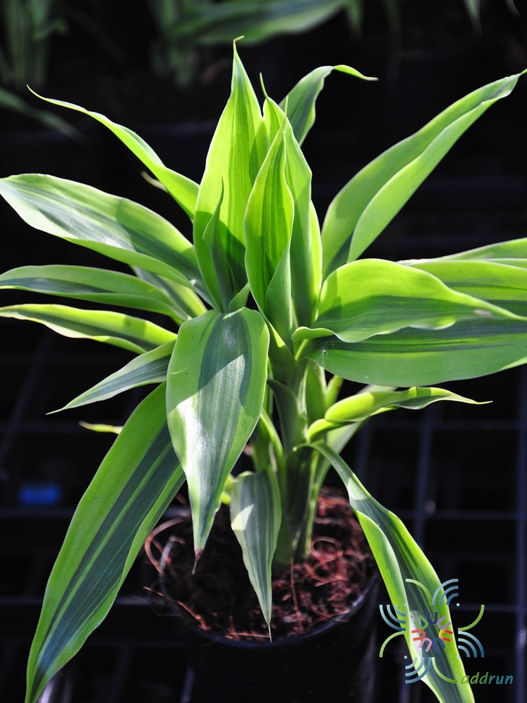 Драцена Сандера Dracaena sanderiana