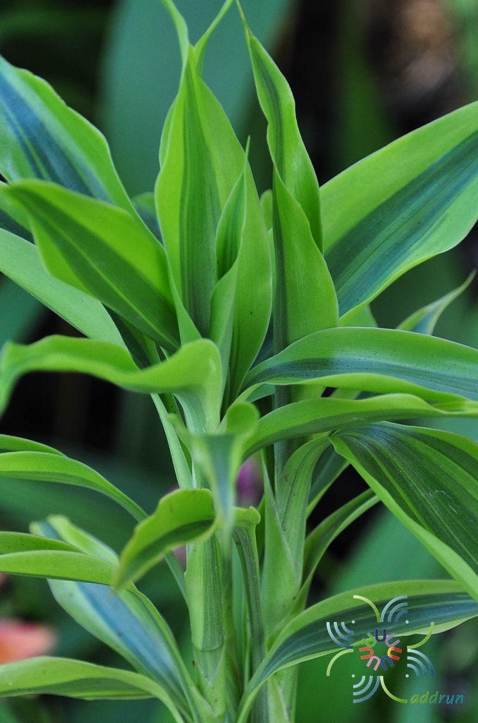  Dracaena sanderiana  Sander ex Mast f 