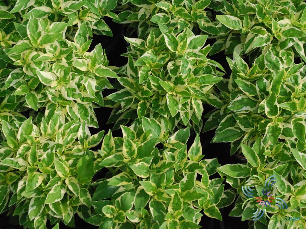 Qozogiston porno yulduzi Gulmira