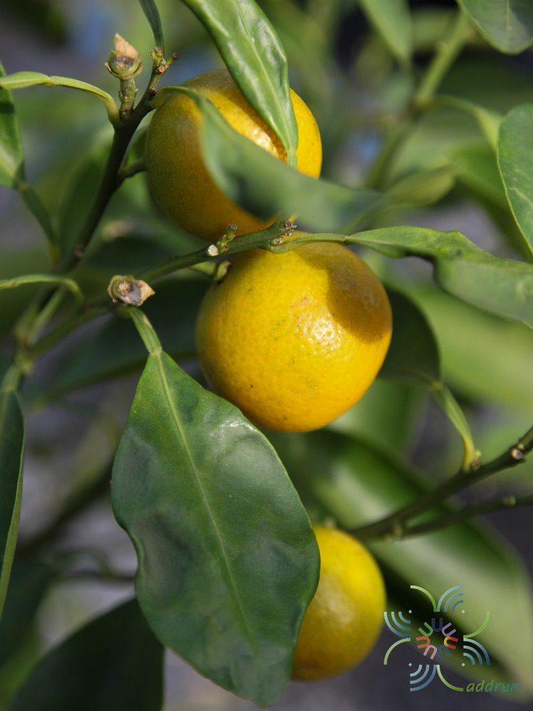 ส้มจี๊ด Citrus japonica Thunb. ข้อมูลพันธุ์ไม้