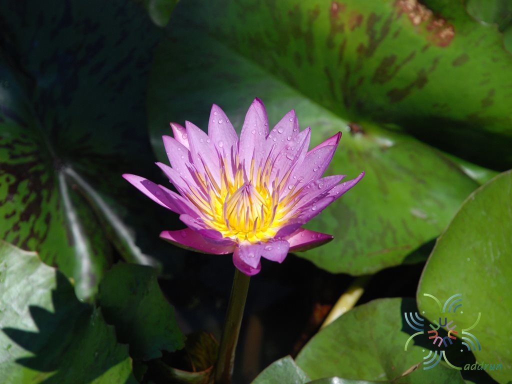 2-nymphaea-spp