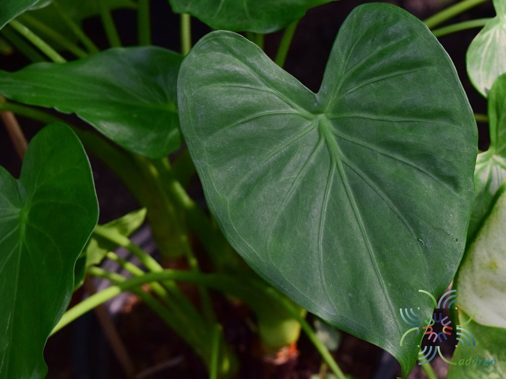 นางกวัก <em>Alocasia cucullata </em>(Lour.) G.Don