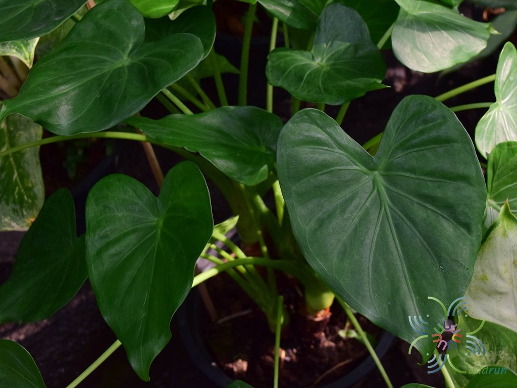 นางกวัก <em>Alocasia cucullata </em>(Lour.) G.Don