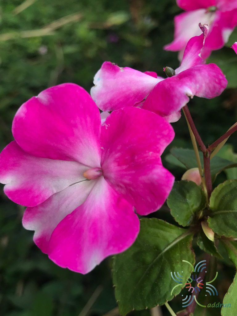 เทียนฝรั่ง <em>Impatiens walleriana</em> Hook. f.