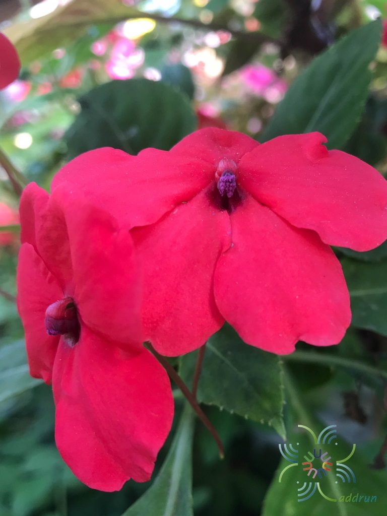 เทียนฝรั่ง <em>Impatiens walleriana</em> Hook. f.