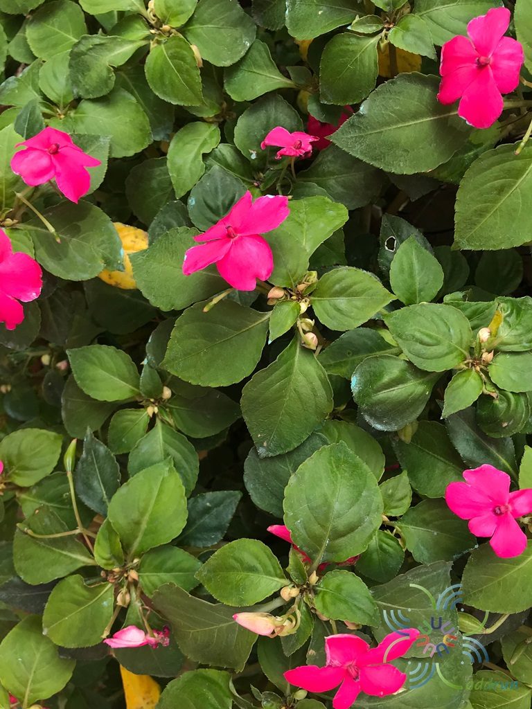 เทียนฝรั่ง <em>Impatiens walleriana</em> Hook. f.